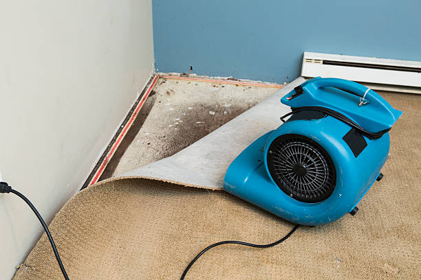 Best Mold removal after water damage  in Spartanburg, SC